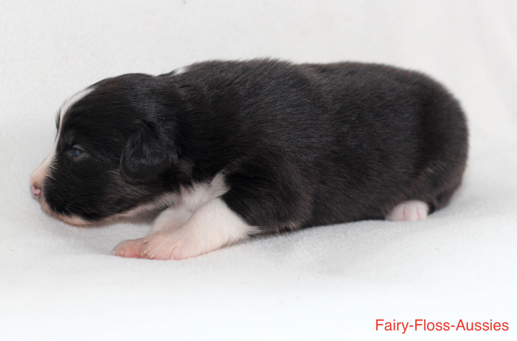 Mini Aussie Welpen