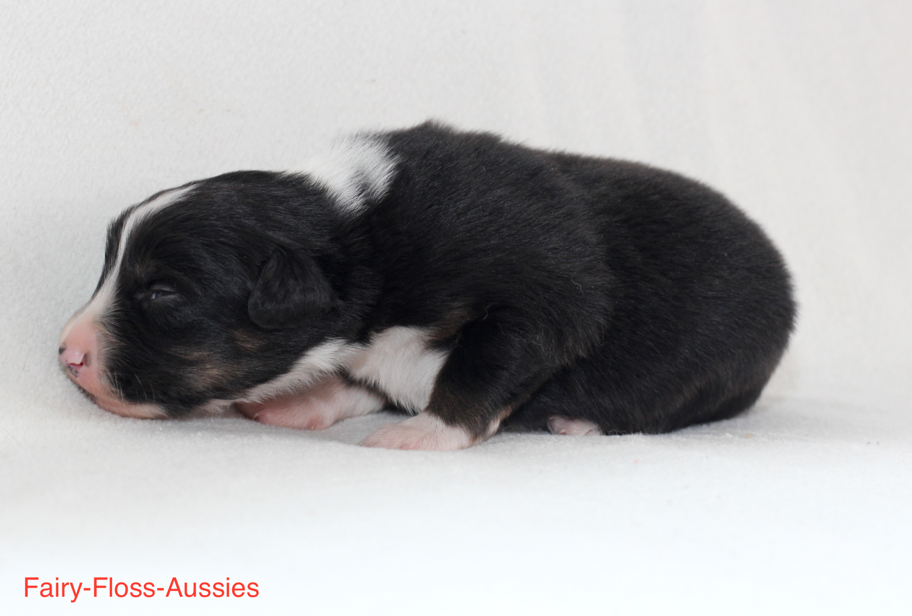 Mini Aussie Welpen