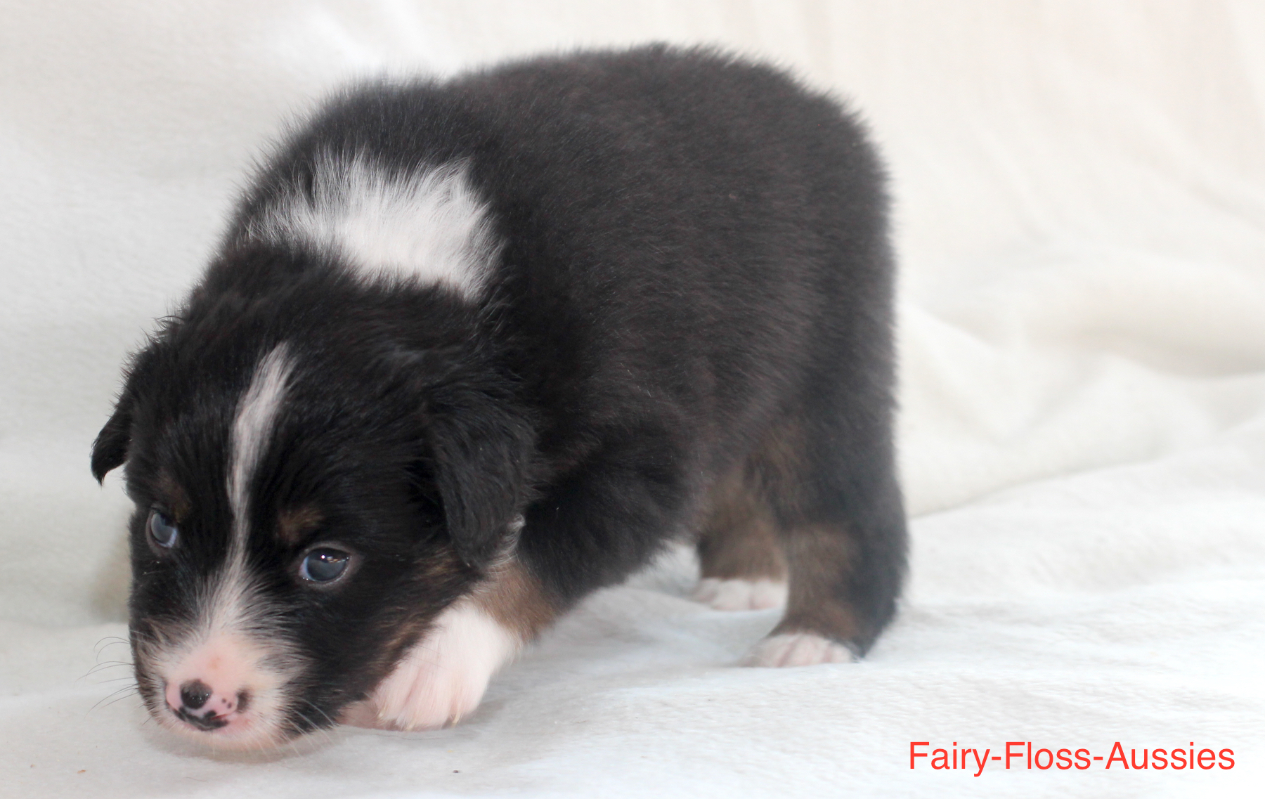 Mini Aussie Welpen