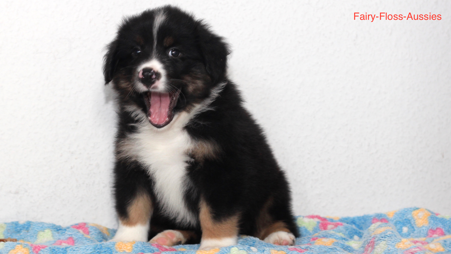 Mini Aussie Welpen