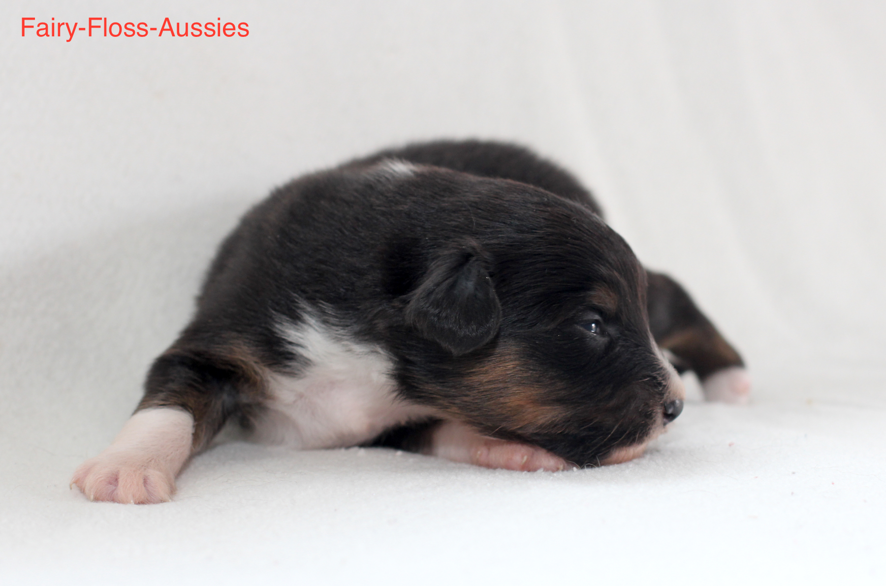Mini Aussie Welpen