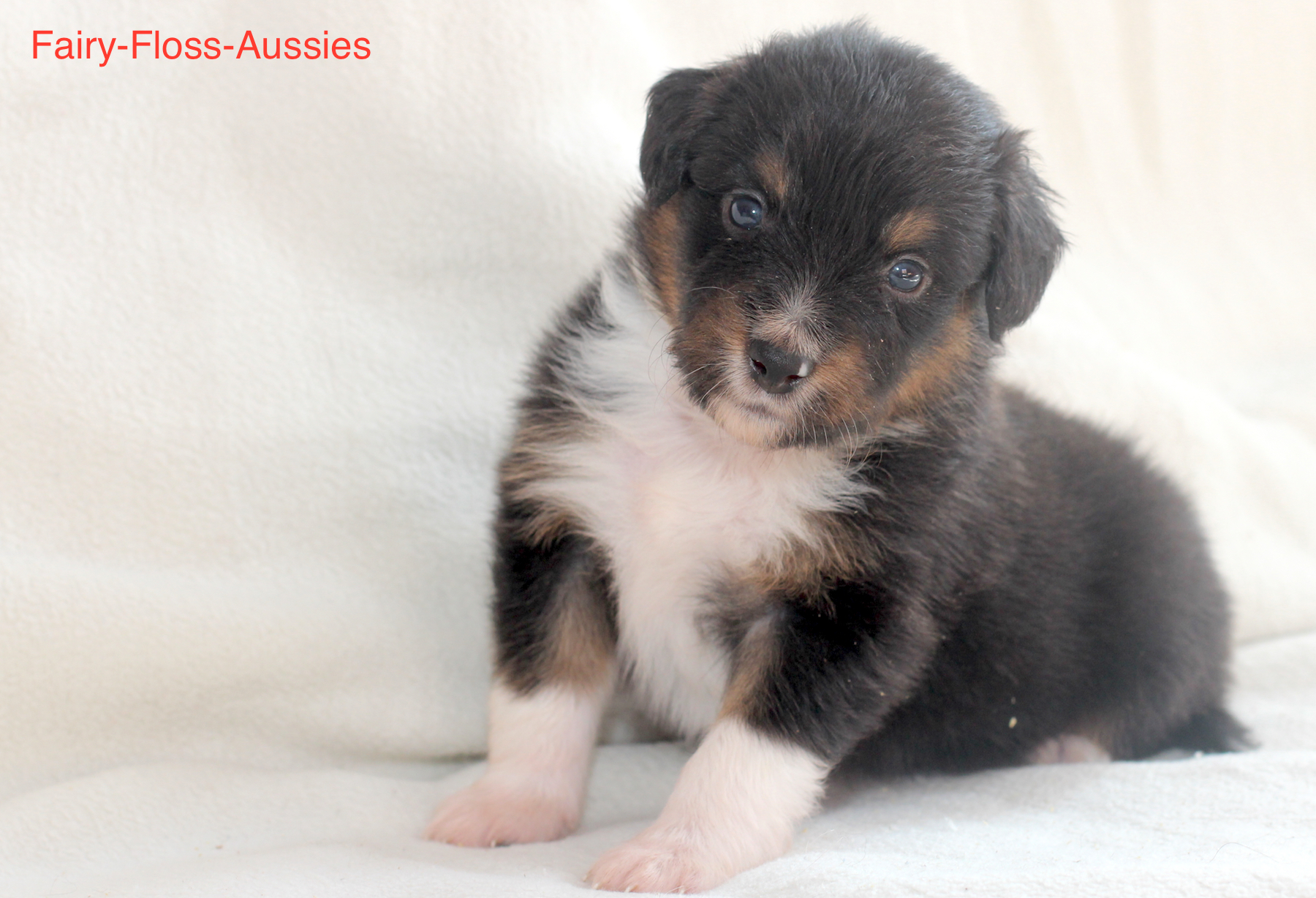 Mini Aussie Welpen