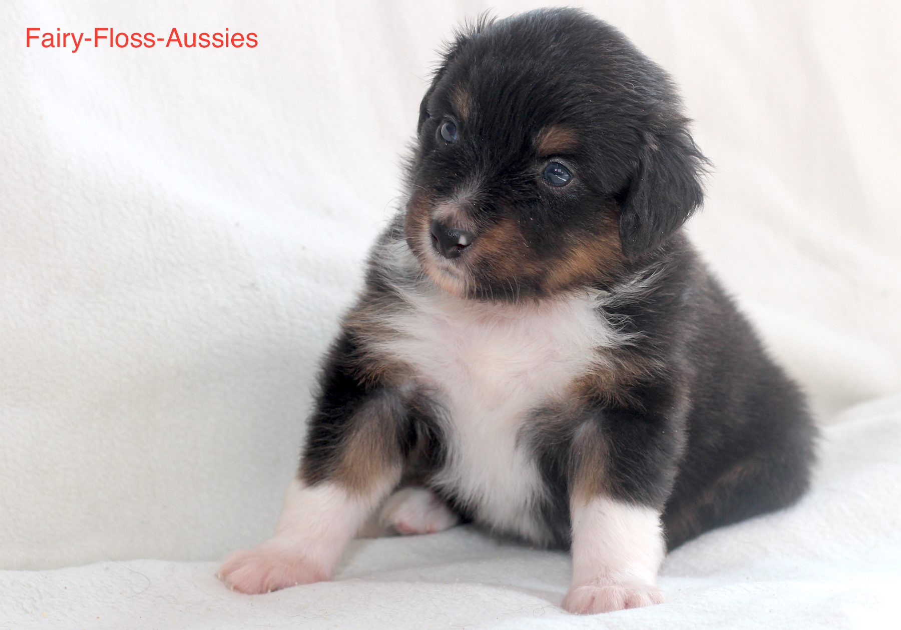 Mini Aussie Welpen