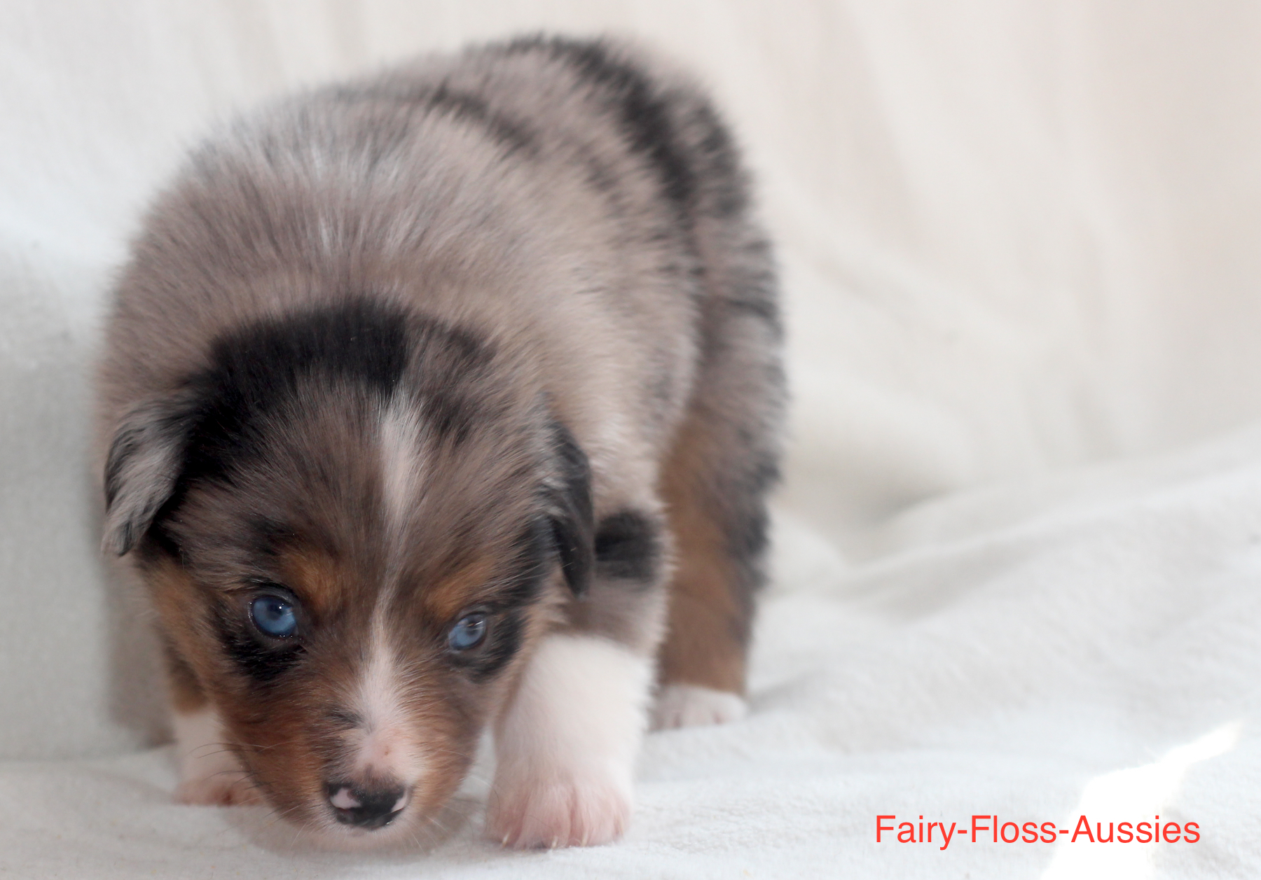 Mini Aussie Welpen