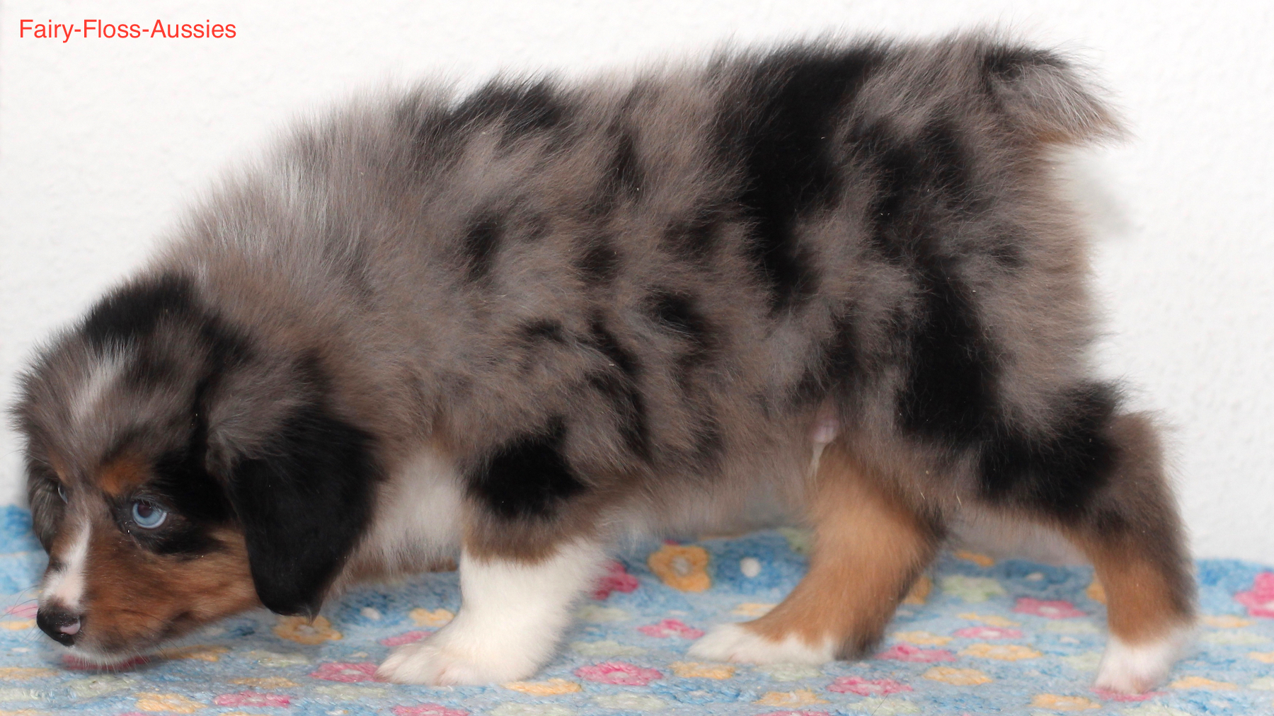 Mini Aussie Welpen