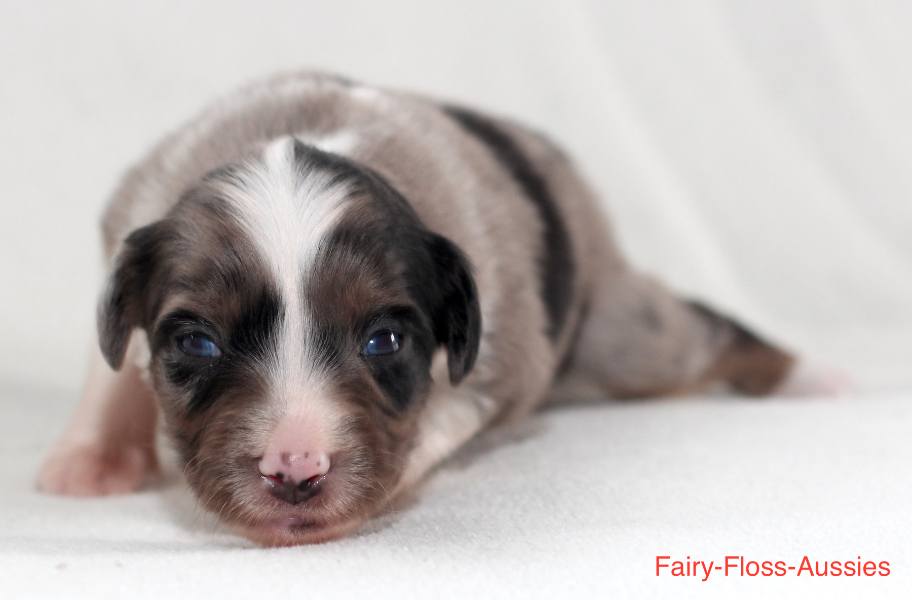 Mini Aussie Welpen