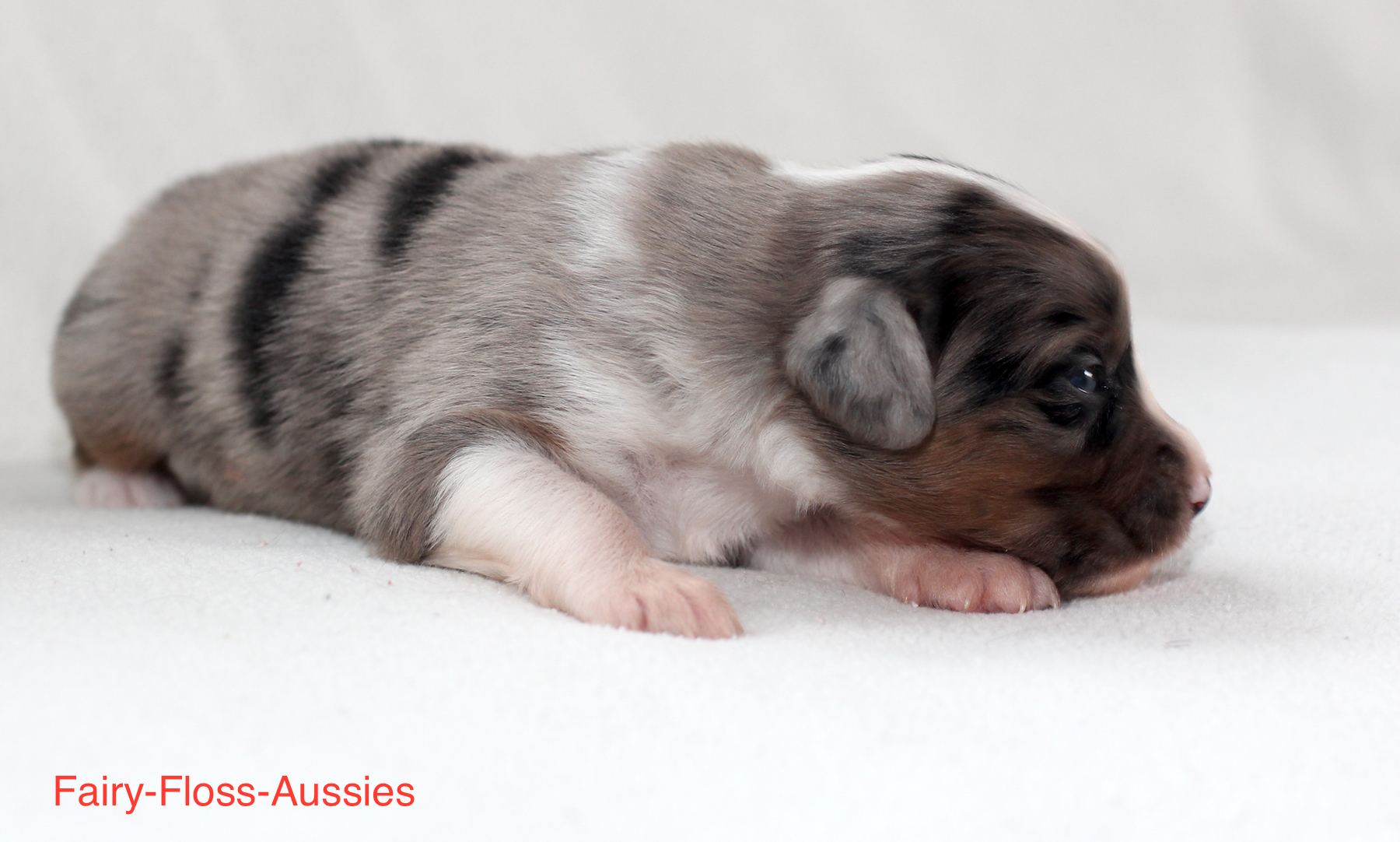 Mini Aussie Welpen
