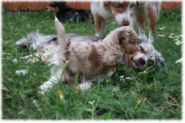 Mini Aussie Welpen beim Toben / Kinderstube beim Z&uuml;chter
