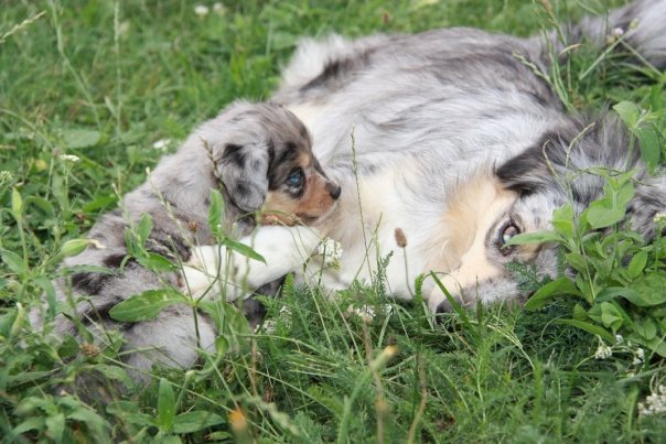 Mini Aussie Welpen beim Toben / Kinderstube beim Z&uuml;chter