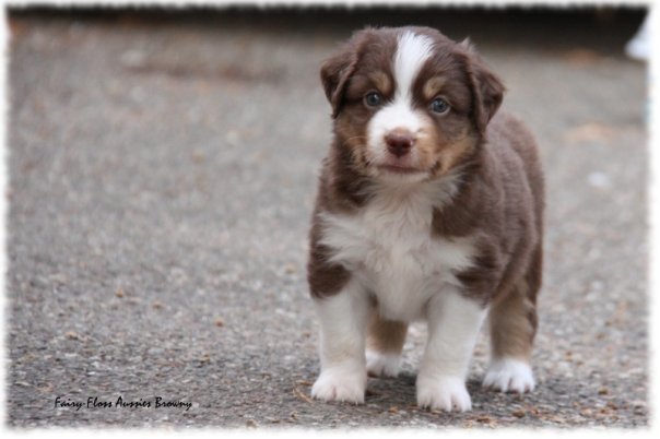Mini Aussie Welpen beim Toben / Kinderstube beim Z&uuml;chter