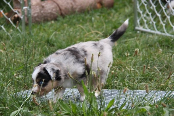 Mini Aussie Welpen beim Toben / Kinderstube beim Z&uuml;chter