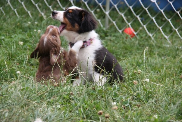 Mini Aussie Welpen beim Toben / Kinderstube beim Z&uuml;chter