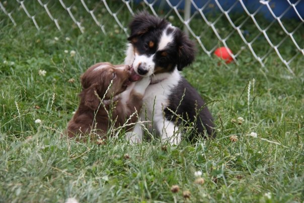 Mini Aussie Welpen beim Toben / Kinderstube beim Z&uuml;chter