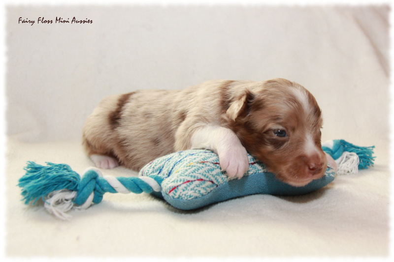 Mini Aussie Welpe