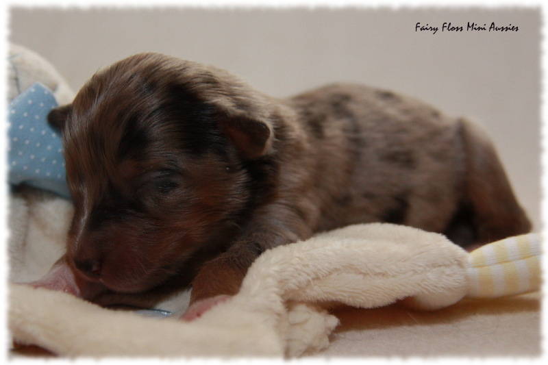 Mini Aussie Welpe