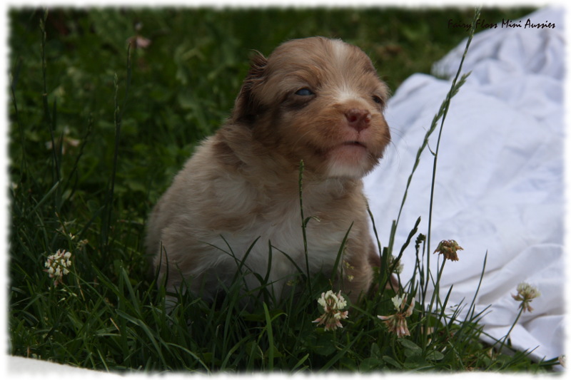 Bluey Welpen - Sweet