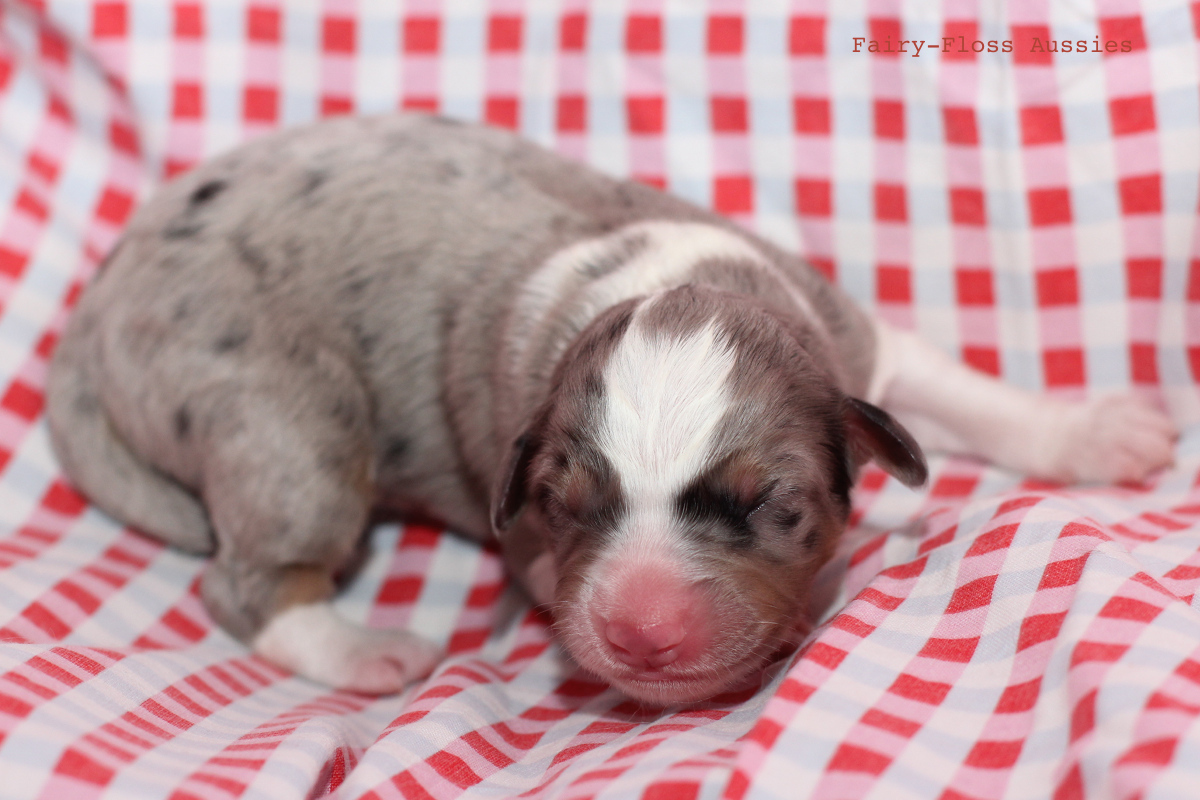 CH Energie's From Zero To Hero - Mini Aussie Blue Merle Deckr&uuml;de