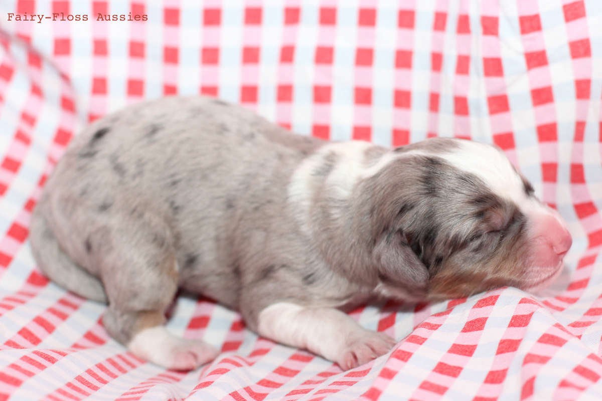 CH Energie's From Zero To Hero - Mini Aussie Blue Merle Deckr&uuml;de