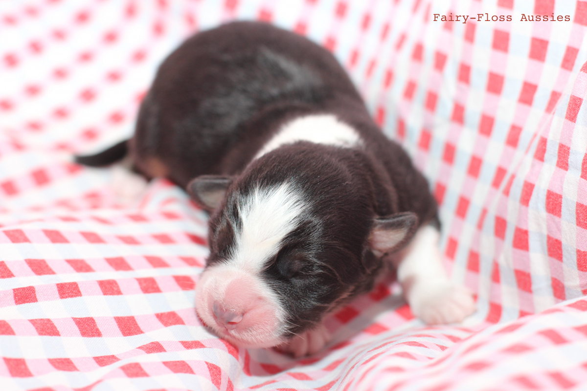 CH Energie's From Zero To Hero - Mini Aussie Blue Merle Deckr&uuml;de