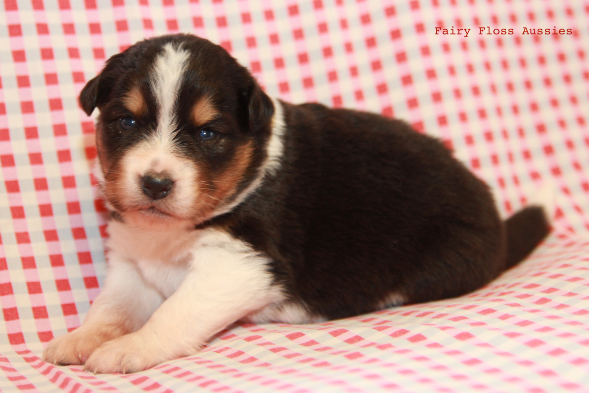 Mini American Shepherd - Mini Aussie Welpen - Mini Aussie Z&uuml;chter - Gesunde Mini Aussies - American Shepherd