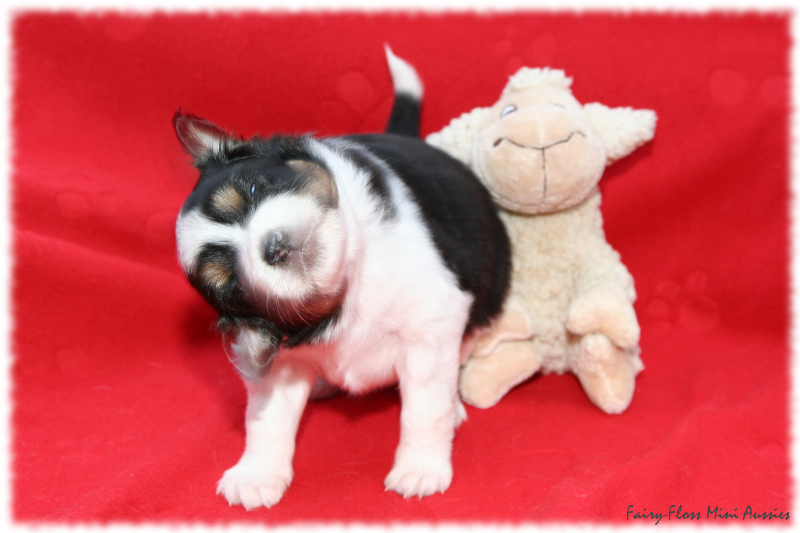 Gigi schaut schr&auml;g...