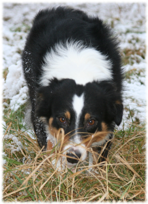 P&uuml;nktchen beim schleichen