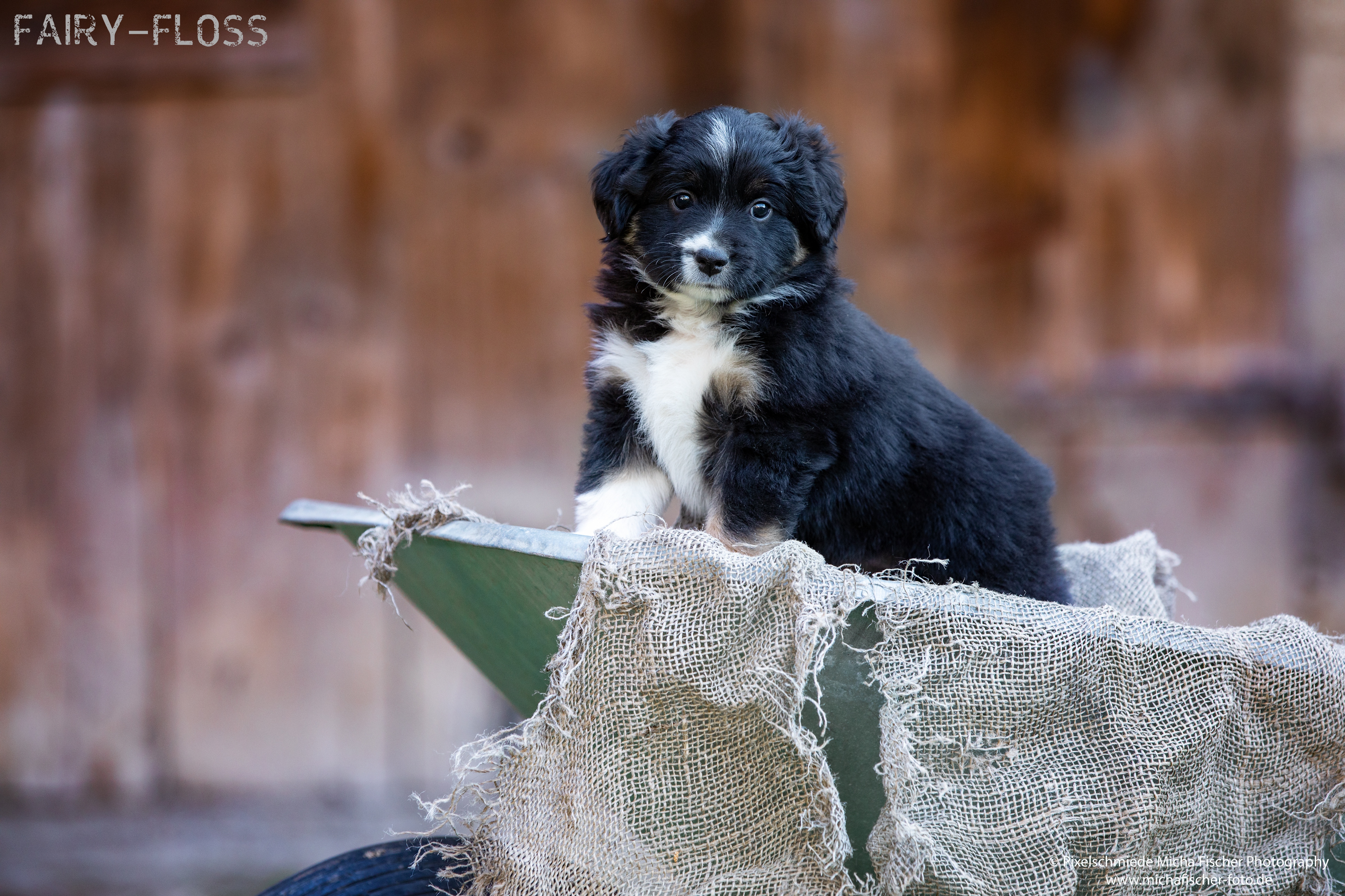 Fairy-Floss-Aussies - Mini Aussie / Mini Amercian Shepherd