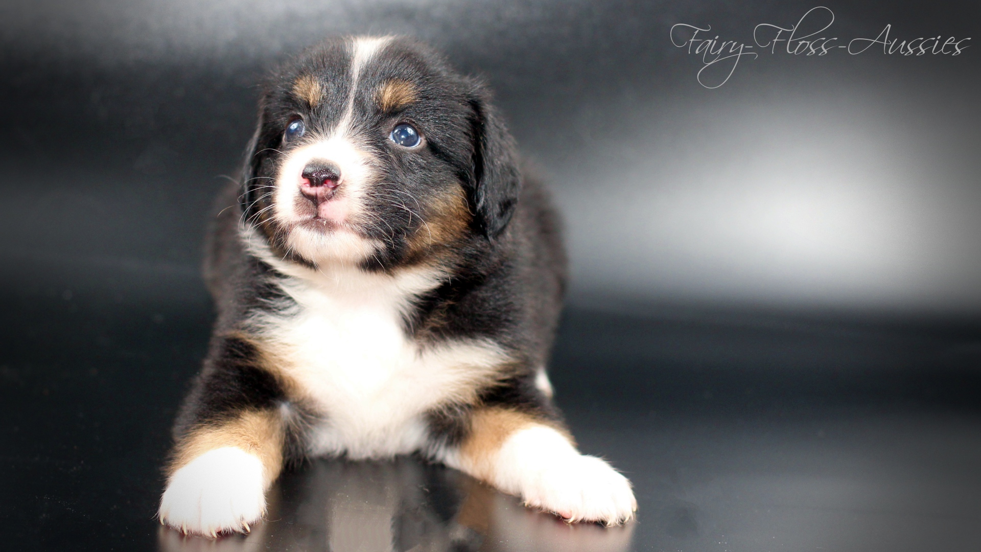 Mini Aussie Welpe - blaue Augen