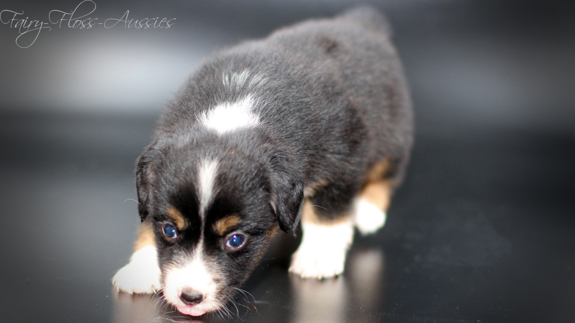 Mini Aussie Welpe - blaue Augen