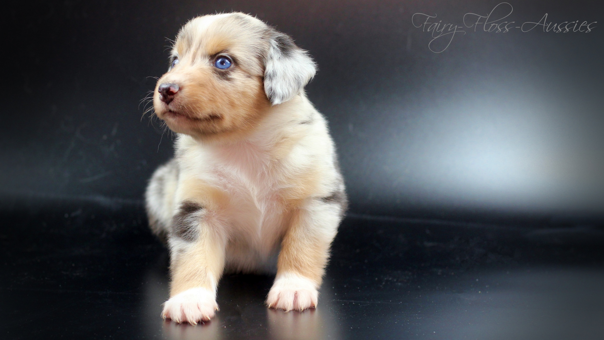 Mini Aussie Welpe blue merle R&uuml;de blaue Augen