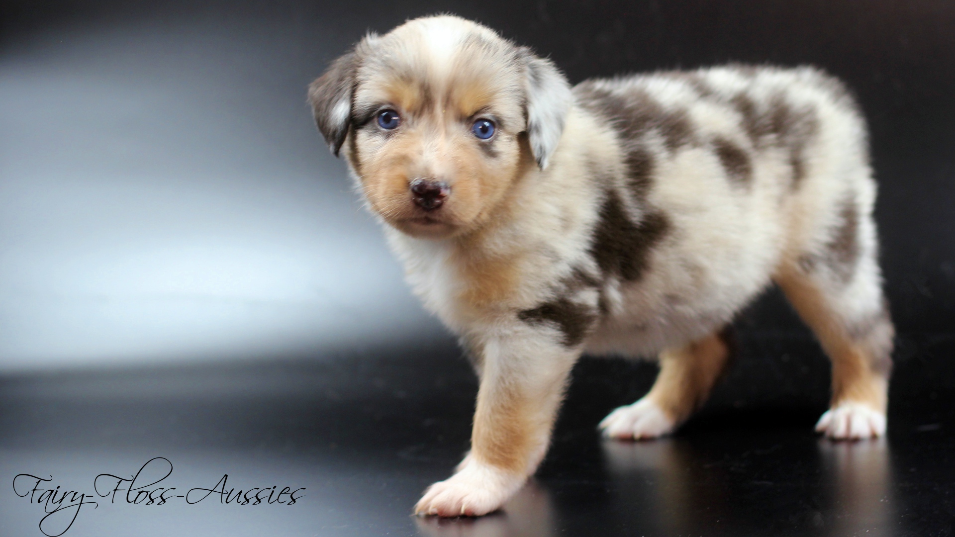 Mini Aussie Welpe blue merle R&uuml;de blaue Augen