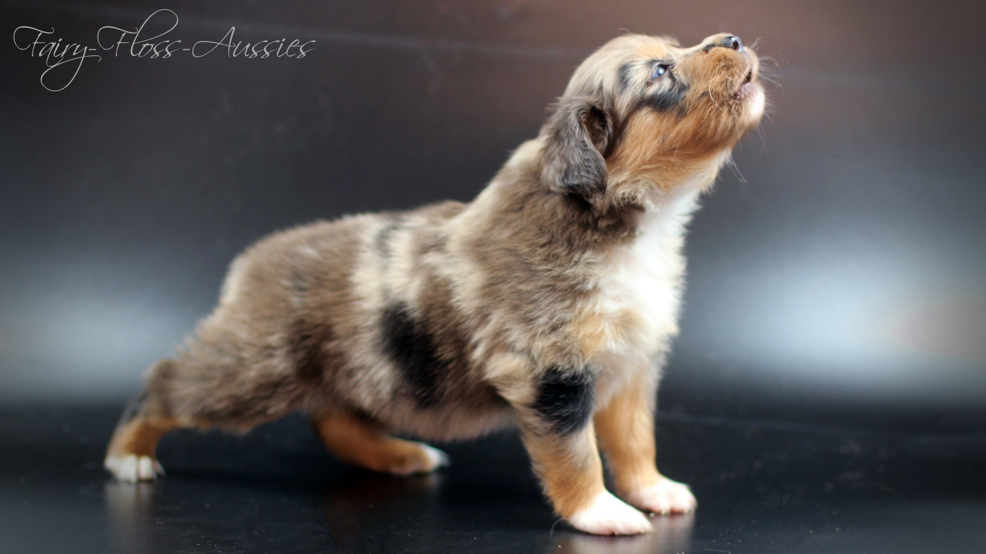 Mini Aussie Welpe weibchen blue merle