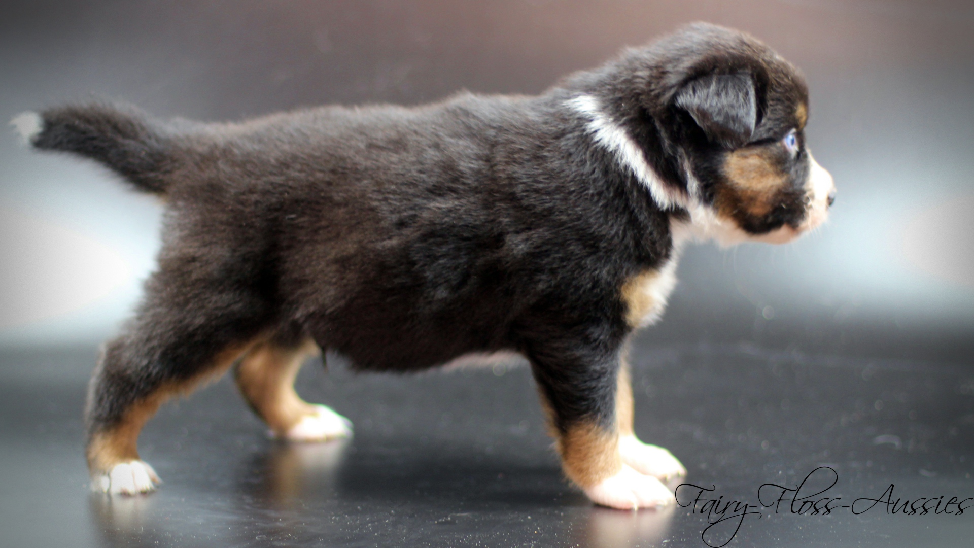 Mini Aussie Welpe blue merle R&uuml;de blaue Augen