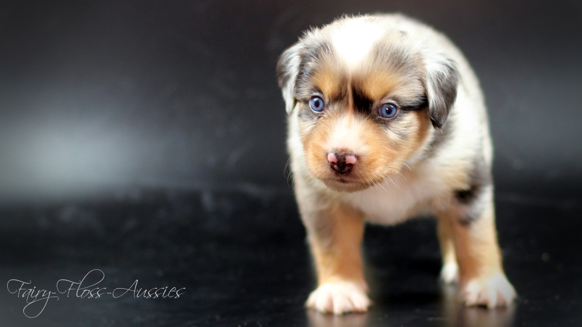 Mini Aussie Welpe blue merle mit blauen Augen