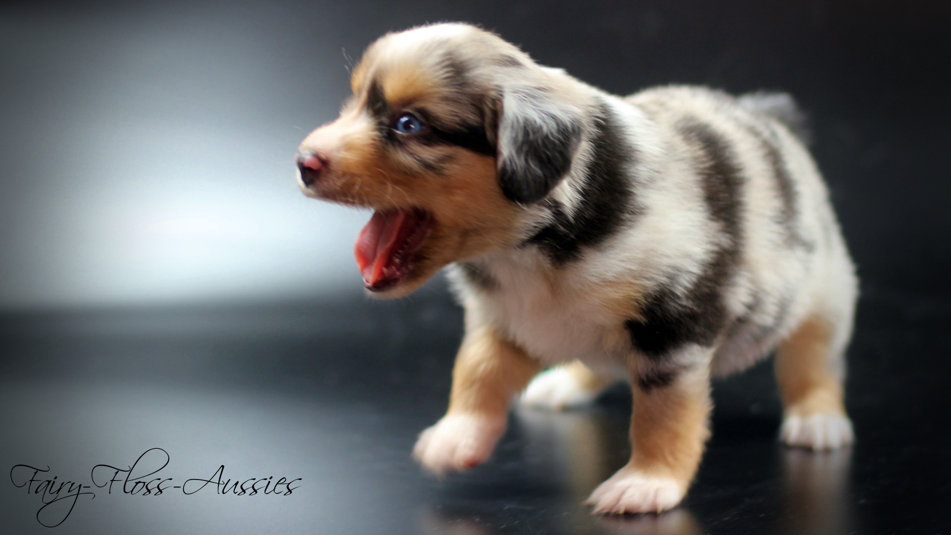 Mini Aussie Welpe blue merle R&uuml;de blaue Augen