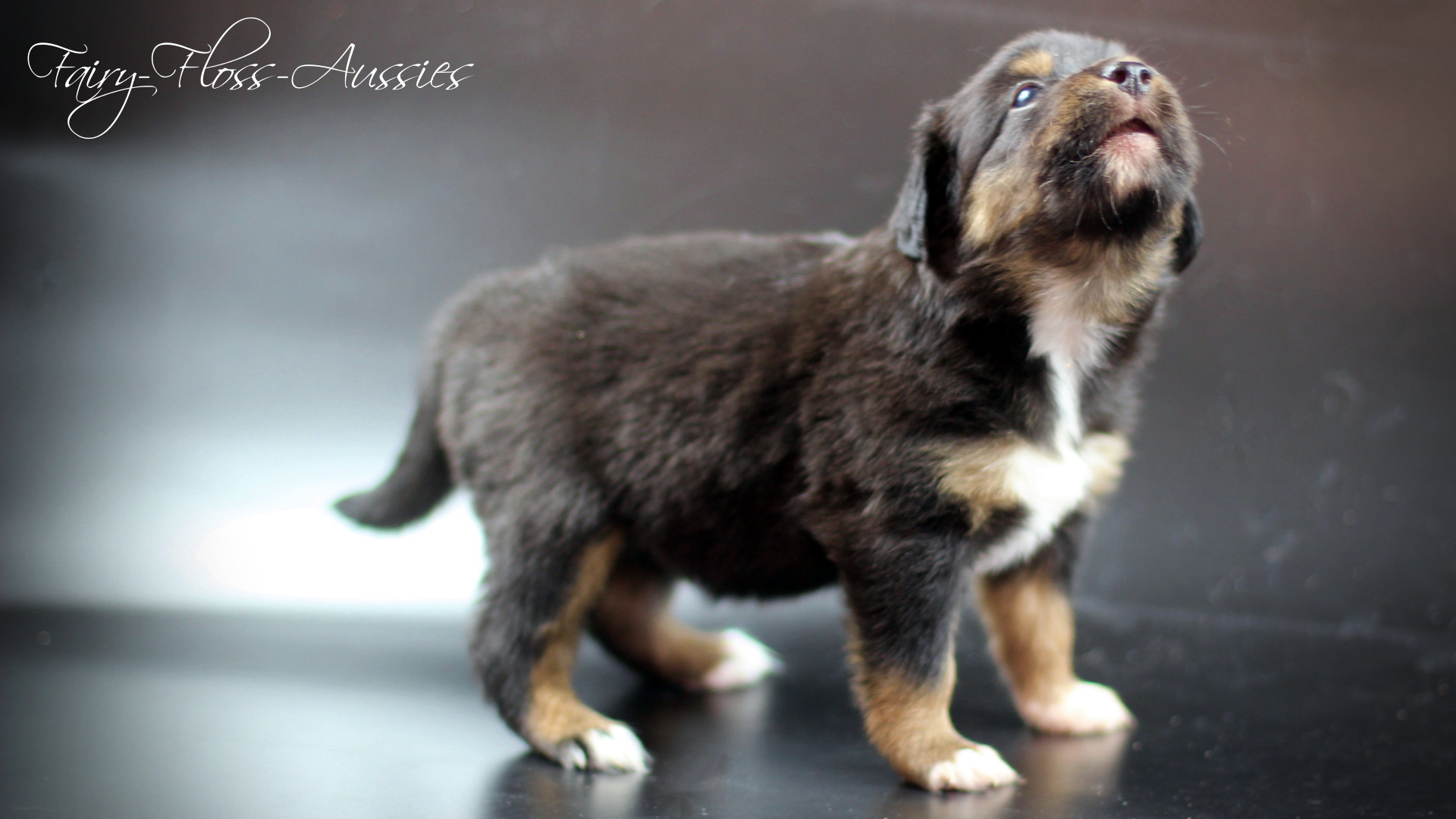 Mini Aussie Welpe blue merle R&uuml;de blaue Augen