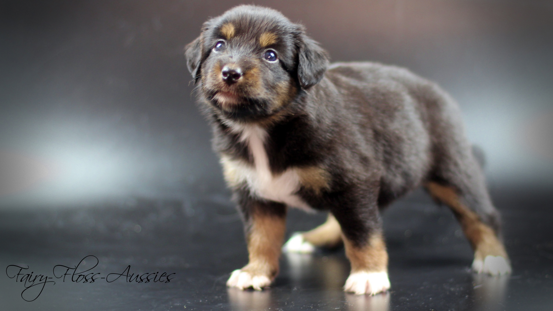 Miniature Australian Shepherd Welpe